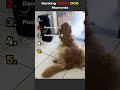 Ranking FUNNY DOG Moments #shorts #funnydogs