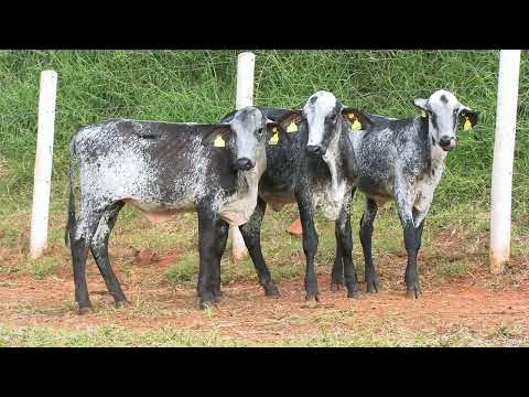 LOTE 61 • 6º LEILÃO GIROLANDO FAZENDA DIAMANTE • 1031  1061  1008