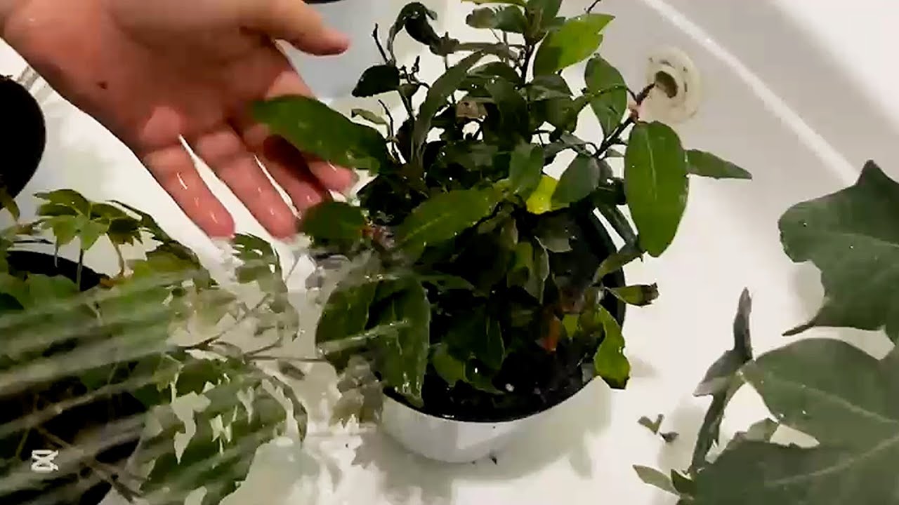 Jinsiy olatni soati boshini muloyimlik bilan soradi