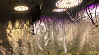tent 2 update ,cherry bubblegum , flushing ready for harvest