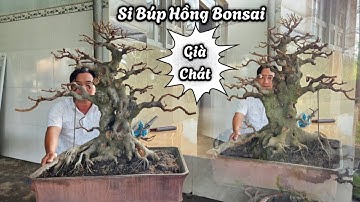 Cây Si Búp Hồng Bonsai Già Chất Chậu Đường Thân Gân Guốc - 0343.08.2828
