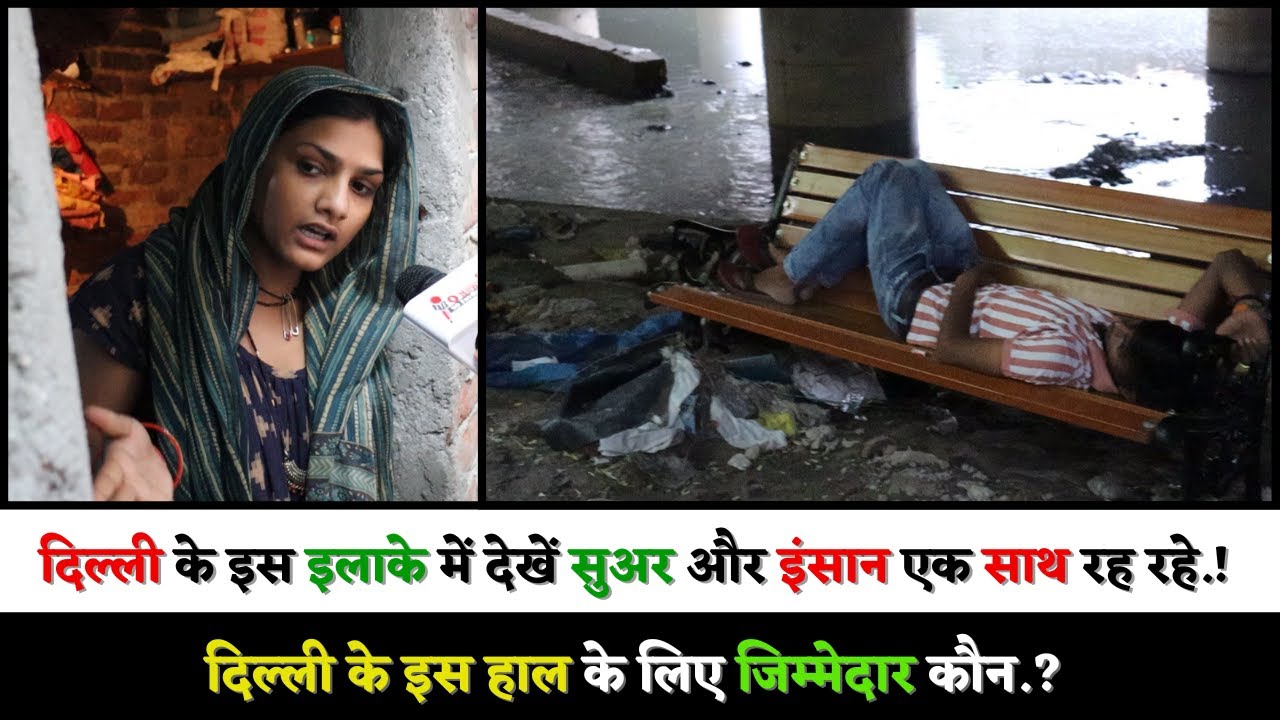दिल्ली के इस इलाके में देखें सुअर और इंसान एक साथ रह रहे.! दिल्ली के इस हाल के लिए जिम्मेदार कौन.?