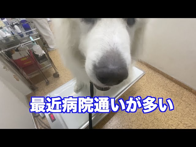 アルくん　再び病院へ　皮膚が・・・