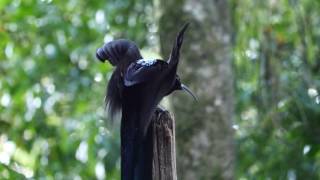 Black Sicklebill