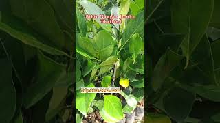 Lengkapi Kebun Anda dengan Bibit Nangka Jumbo Thailand Berkualitas Tinggi