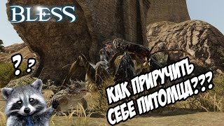 Bless - Гайд по приручению животных! Bless - Гайд по приручению животных!