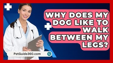 Why Does My Dog Like To Walk Between My Legs? - PetGuide360.com