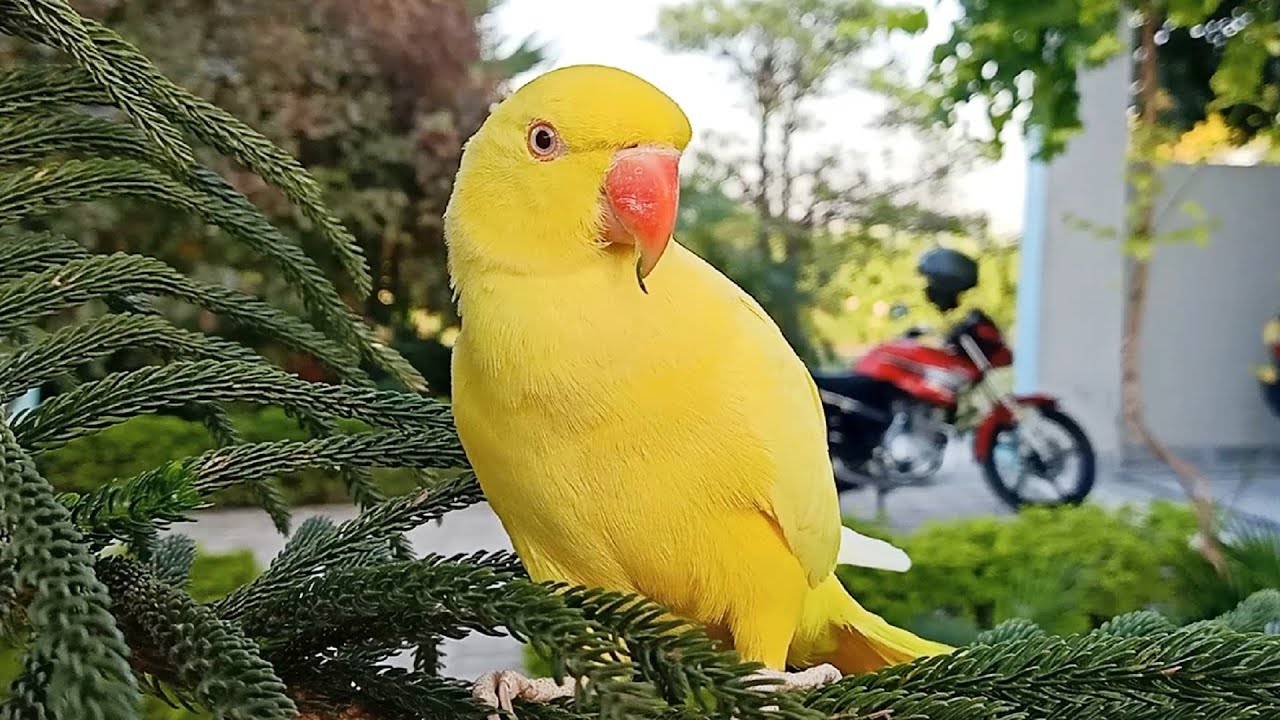 Амазинг елоу. Yellow ringneck Parrot. Indian Yellow цвет. Yellow Parrot картинка. Ringneck Baby.