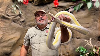 Craziest Reticulated Python Morphs At The Reptile Zoo!