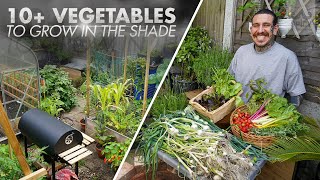 10+ Crops to Grow in a Shady Area