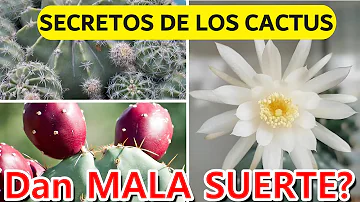 ¿Por qué no se deben tener cactus en casa?