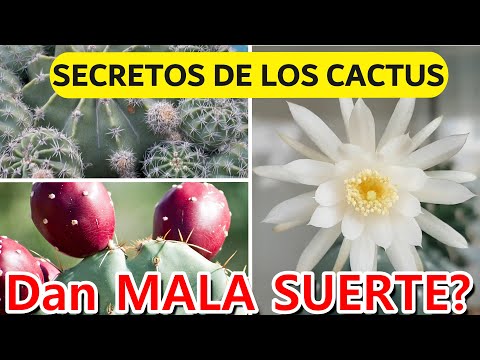 Video: Cactus de flor de estrella de mar: información sobre los usos del cactus de estrella de mar en el hogar