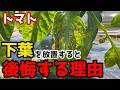 【トマト】絶対放置しないで!下葉がこんな状態になっていたら危険な理由についてお話しします。【家庭菜園】