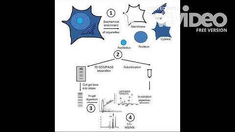 Shotgun Identification