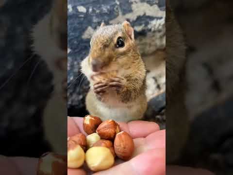 لقطة طريفة لشخص ينادي علا سنجاب