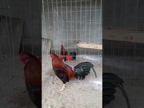 Video 20/8/22/ cha nhập km 50×50 mẹ hacth rặc.28kg50. tơ... - youtube