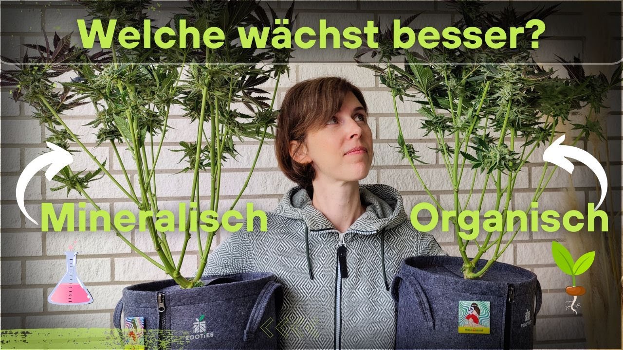 Vergleichs-Grow: Organisch vs. Mineralisch Teil 2