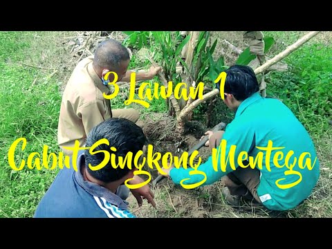 Panen Singkong Sendiri, Gali Tanah Sampai Keringetan! 😅🌱