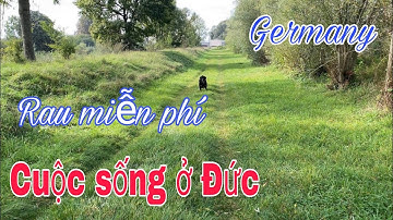 Hái rau cần nước, cải xoong tự mọc | rau Việt ở Đức | cuộc sống nhà quê ở Đức | Cuộc sống ở Đức