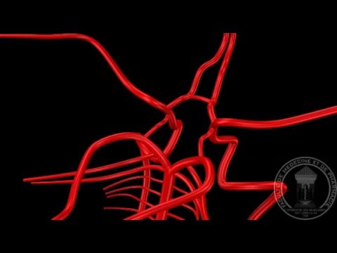 Anatomie du système nerveux : Vascularisation de l&rsquo;encéphale