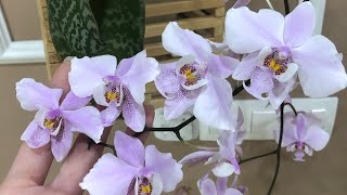 Phalaenopsis schilleriana 