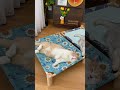 Ultimate Summer Bed for Cats! So Cool! 🧊🐱 #cat #cute #pets