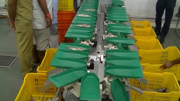 Sorting round fish filet by Yokozaki