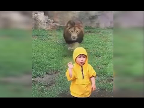 Lion Lunges at Boy at Zoo in Japan