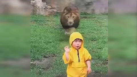 Lion Lunges at Boy at Zoo in Japan - DayDayNews