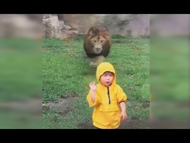 Lion Lunges at Boy at Zoo in Japan class=