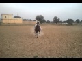 Intezaroriental horses of pakistan