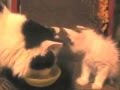 кот Тихон учит котят есть