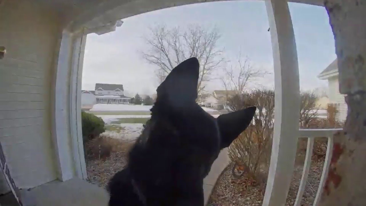 Dog Rings Doorbell with His Nose ViralHog YouTube