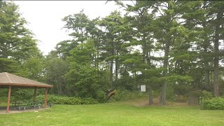 Park Point restoration project begins to save white pines