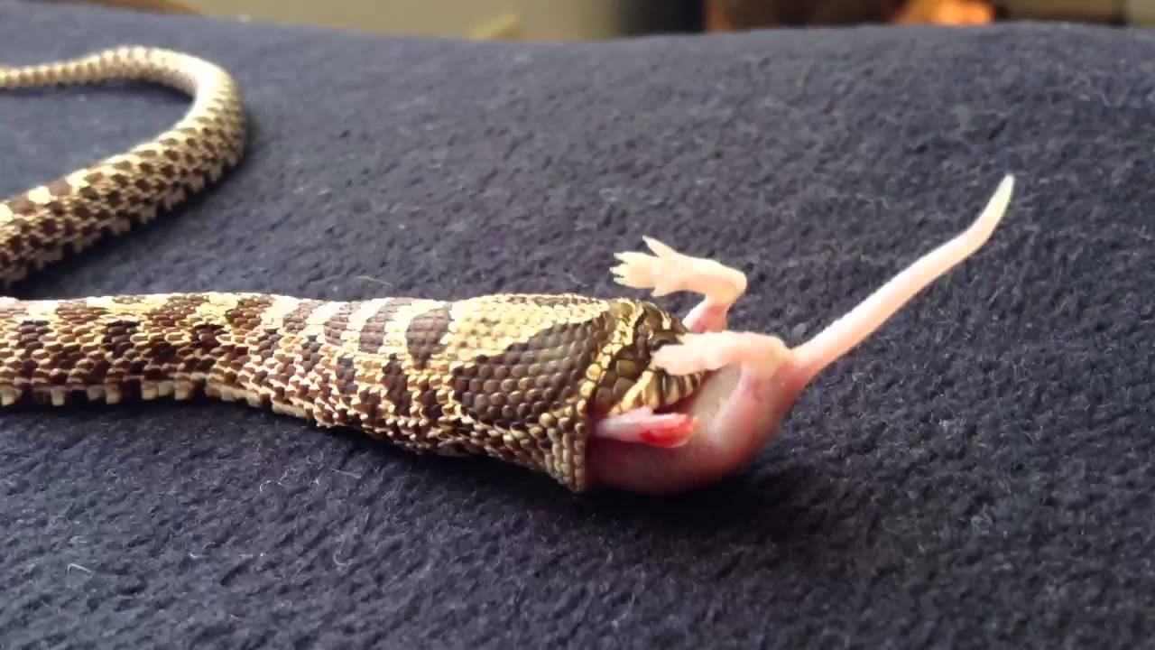 Hognose snake eating part 3 YouTube
