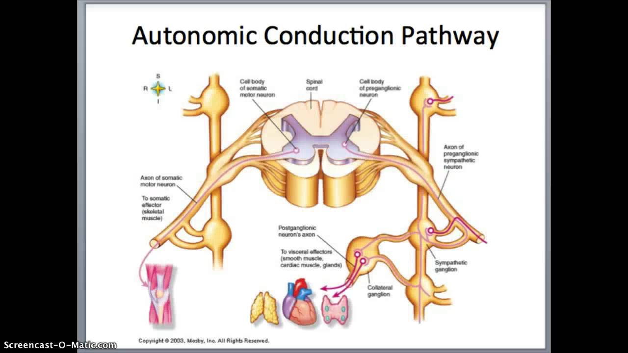 Peripheral Nervous System - YouTube