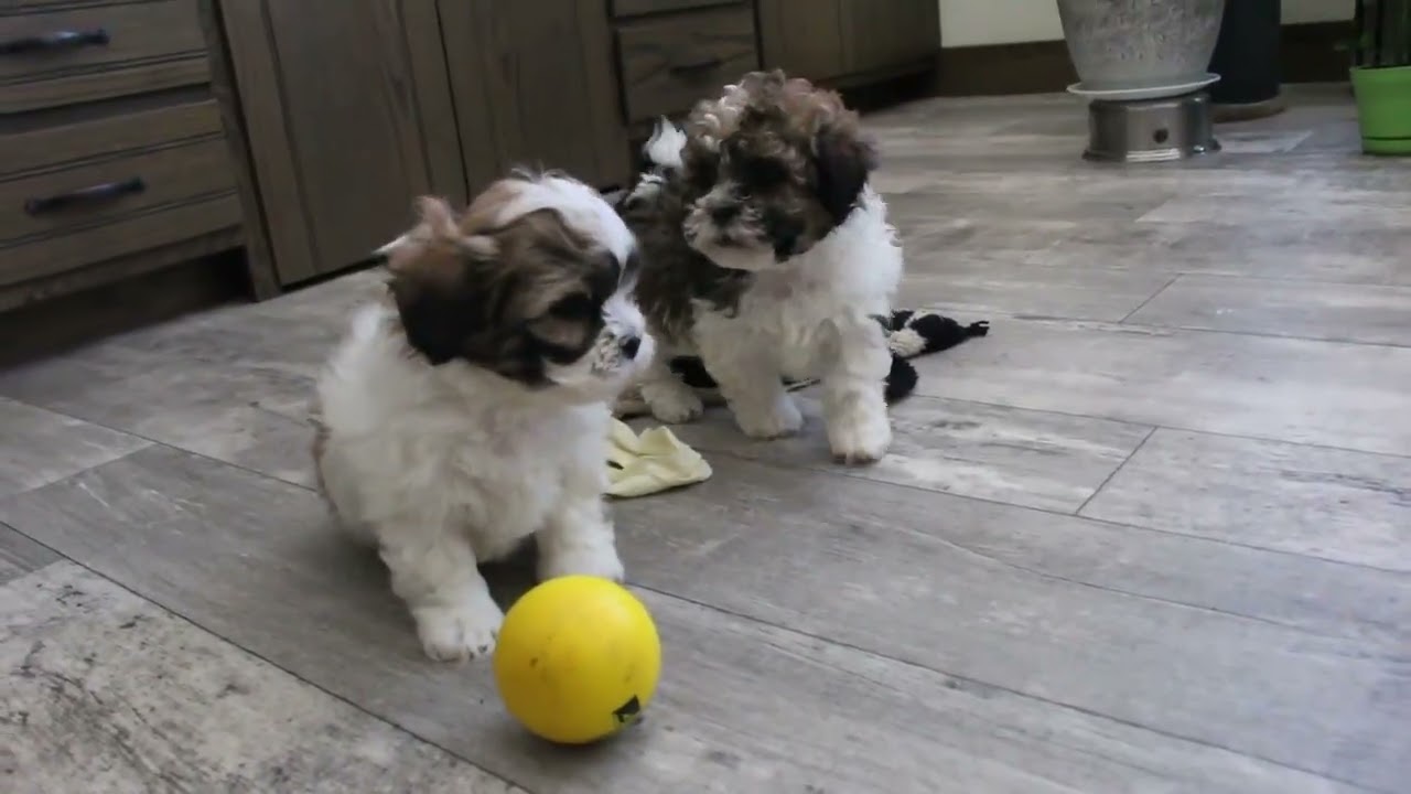 Shichon Puppies for Sale