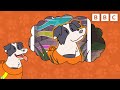 Get to know dan the rescue dog  dog squad  cbeebies