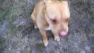 Berlin, the Snorting Dog