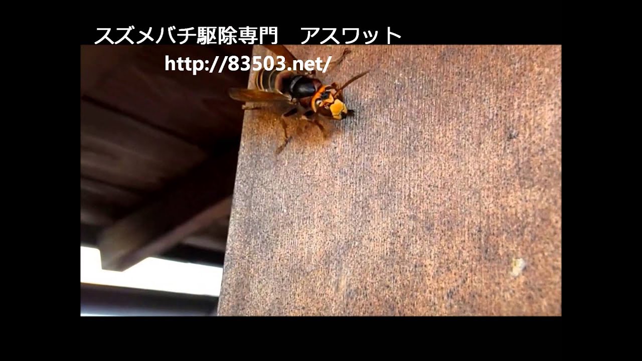 巣から出て襲いかかるモンスズメバチ Youtube