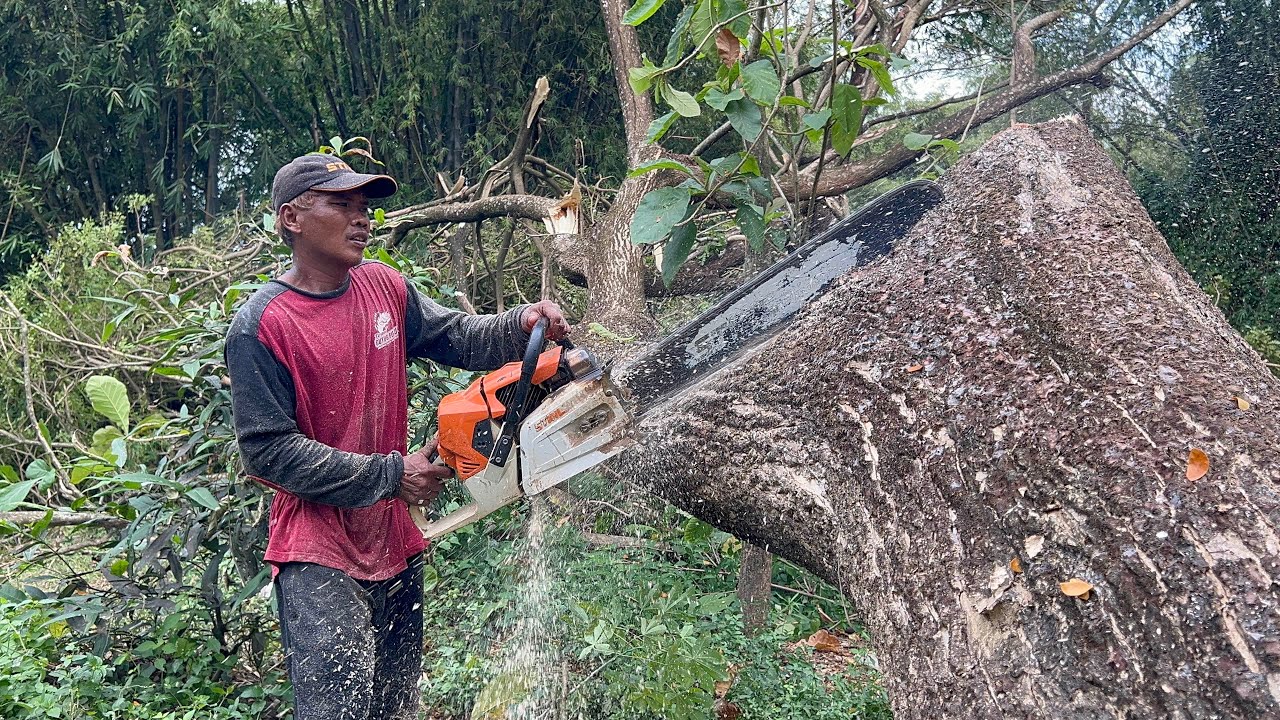 Ngeri” Sedap… Penebangan pohon di samping kandang!