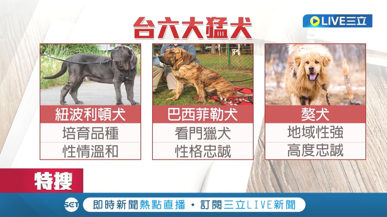 又發生猛犬攻擊事件 台南獒犬咬傷老婦留下滿地血跡專家 不建議大型狗帶到人多的地方未牽繩 嘴罩最多可罰15萬 萌寵54來當家 三立 新聞台