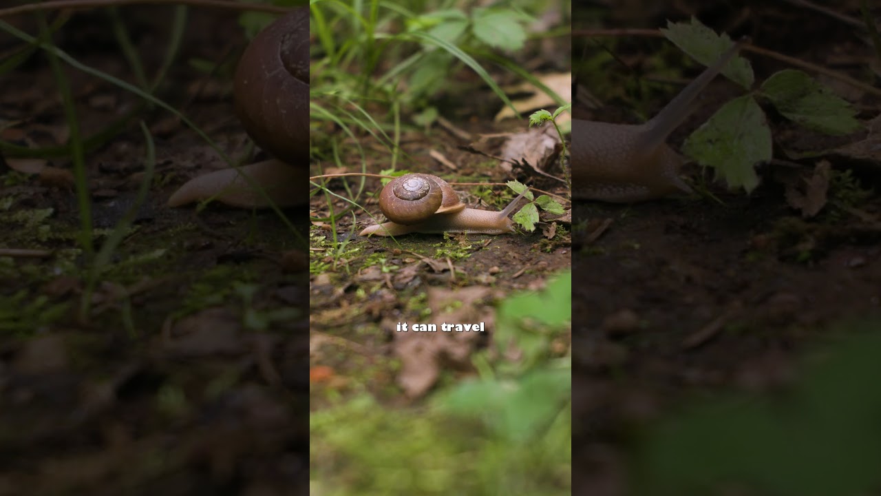 Who is more athletic a chihuahua or a snail? #adirondacks #nature #snail #chihuahua