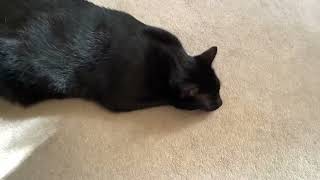 Chilling cat 13 by Just a kid! 404 views 1 month ago 19 seconds