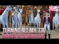 Turning  ALL MY 130 Horses Into REINDEERS! || Star Stable Online