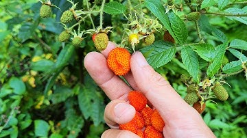 CƠM TRƯA GIỮA RỪNG- Lên Rừng, Xuống Biển • Tập 1