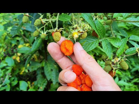 Video CƠM TRƯA GIỮA RỪNG- Lên Rừng, Xuống Biển • Tập 1 - youtube
