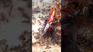 I Fed My Ants A Live Roach!!!