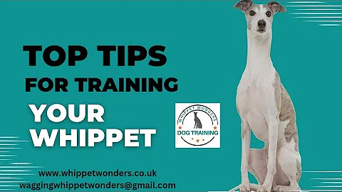 Top Tips for Training your Whippet
