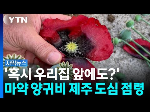 <strong>마약</strong> 양귀비 제주 도심 점령 [자막뉴스] / YTN